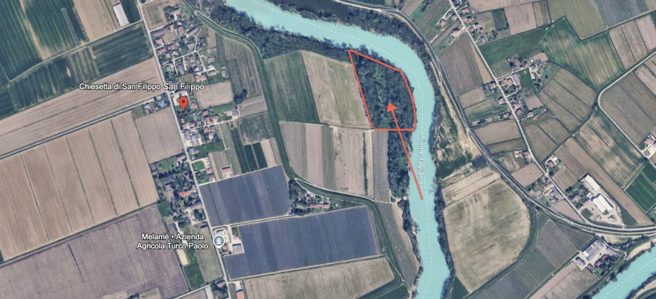 BOSCO CEDUO SULLA SPONDA OVEST DEL FIUME TAGLIAMENTO A SAN FILIPPO DI SAN MICHELE AL TAGLIAMENTO
